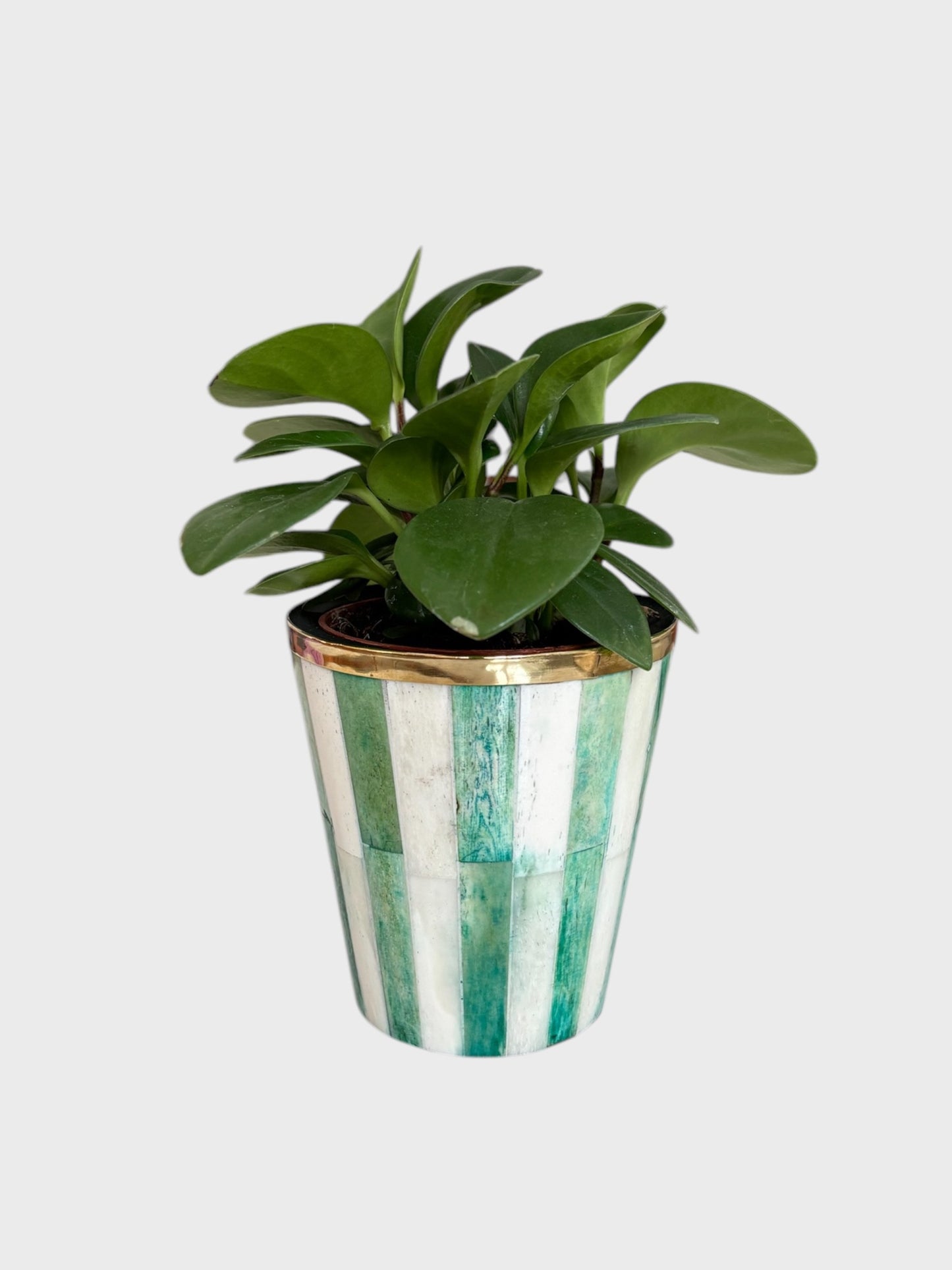 A mini green and white striped bone inlay planter with a green plant