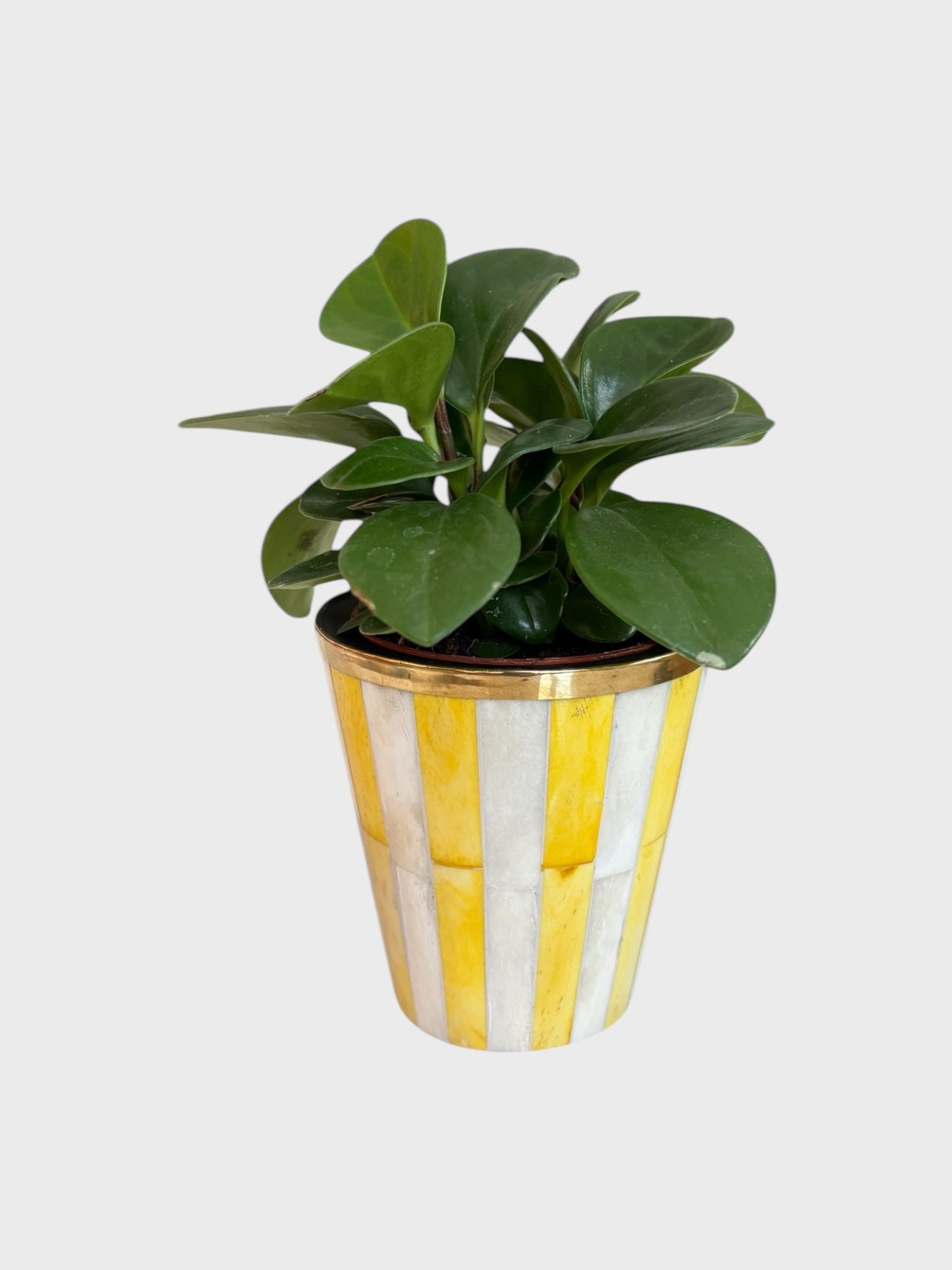 Mini Bone Inlay Pot - Yellow Stripe