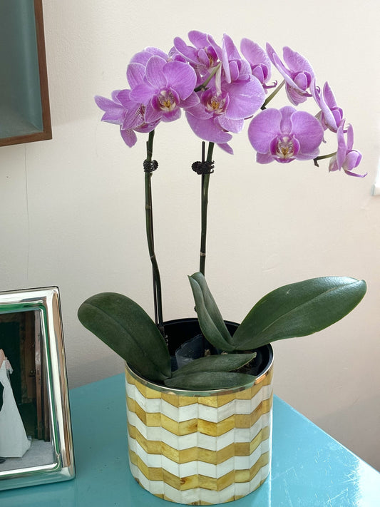 A yellow and white bone inlay planter with a purple orchid inside on a blue sideboard
