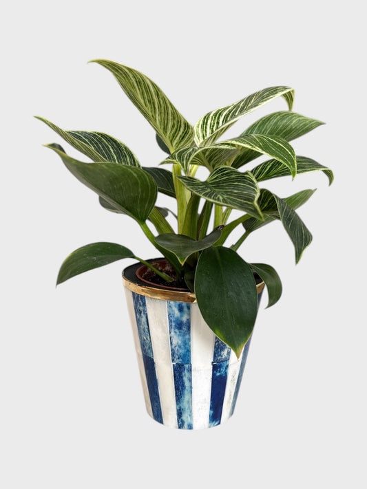 Mini Bone Inlay Pot - Blue Stripe