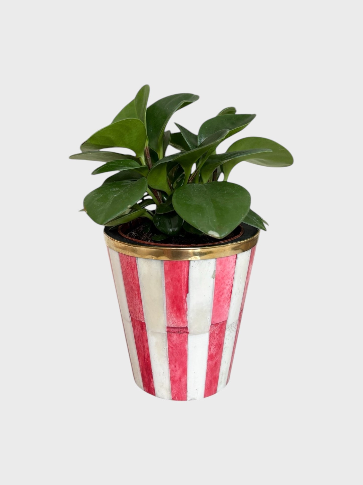 a mini red and white striped bone inlay plant pot with a green plant