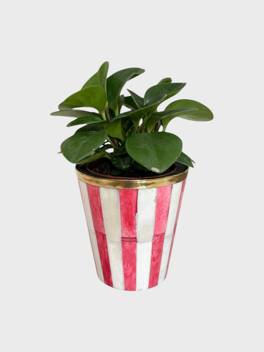 a mini red and white striped bone inlay plant pot with a green plant